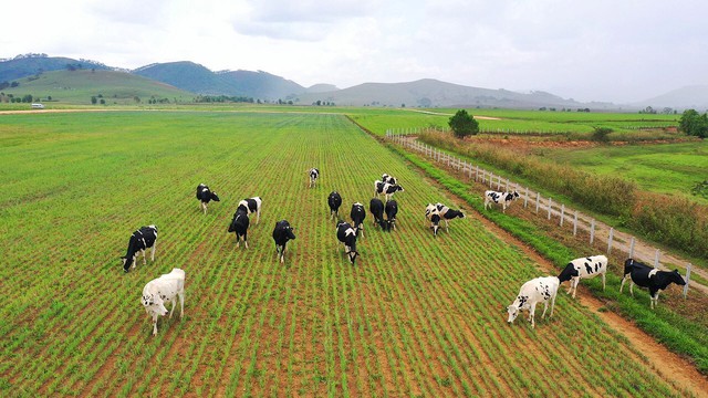 Vinamilk xây tổ hợp resort bò sữa organic 5.000 ha tại Lào  - Ảnh 3.