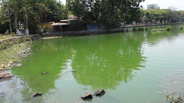 Đà Nẵng: Hồ nước giữa công viên bốc mùi hôi thối - Ảnh 3.