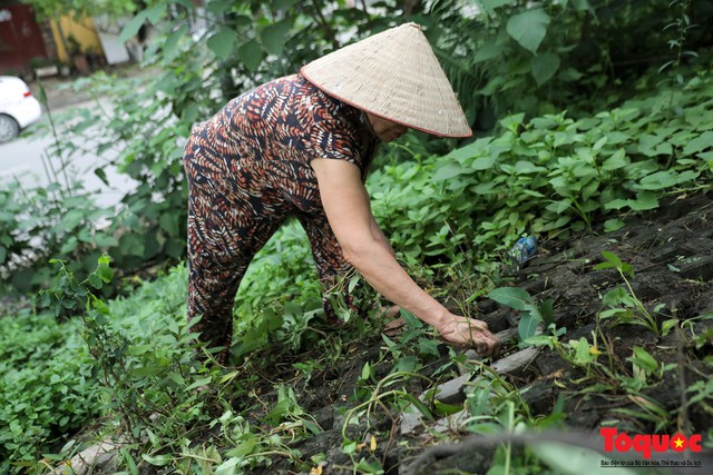 Gần 3 năm trồng rau trong hốc bê tông, người dân Hà Nội phủ xanh cả một góc phố - Ảnh 5.