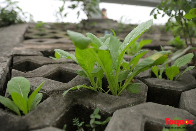 Gần 3 năm trồng rau trong hốc bê tông, người dân Hà Nội phủ xanh cả một góc phố - Ảnh 3.