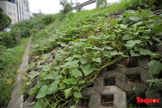 Gần 3 năm trồng rau trong hốc bê tông, người dân Hà Nội phủ xanh cả một góc phố - Ảnh 6.
