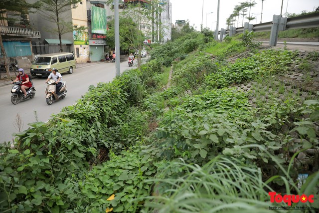 Gần 3 năm trồng rau trong hốc bê tông, người dân Hà Nội phủ xanh cả một góc phố - Ảnh 1.