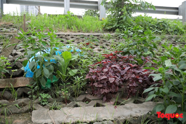 Gần 3 năm trồng rau trong hốc bê tông, người dân Hà Nội phủ xanh cả một góc phố - Ảnh 4.