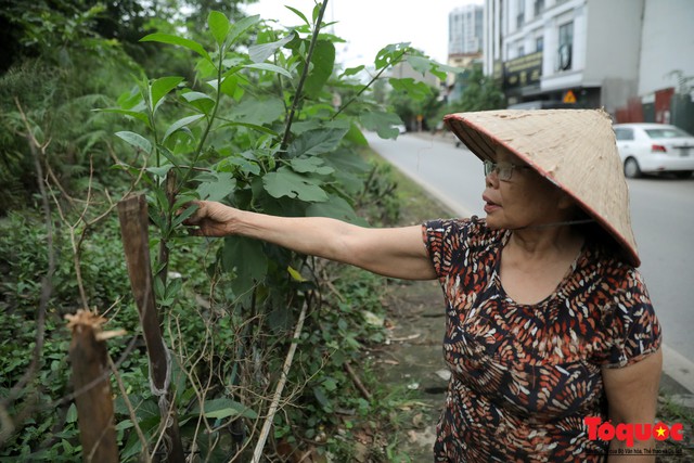 Gần 3 năm trồng rau trong hốc bê tông, người dân Hà Nội phủ xanh cả một góc phố - Ảnh 11.