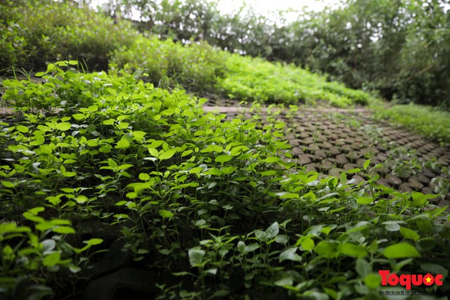 Gần 3 năm trồng rau trong hốc bê tông, người dân Hà Nội phủ xanh cả một góc phố - Ảnh 12.