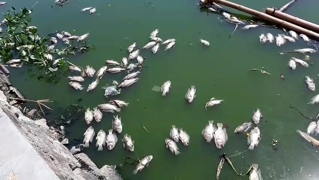 Cá chết nổi giữa hồ trung tâm Đà Nẵng - Ảnh 1.
