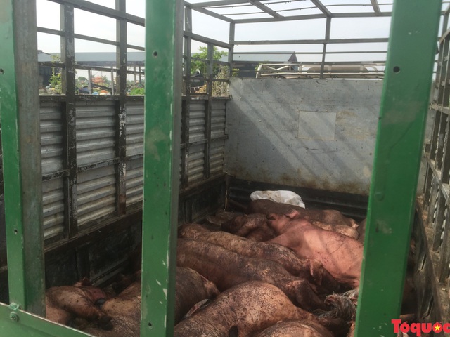 Hải Phòng: Bắt hơn một tấn lợn nhiễm dịch tả châu Phi đang trên đường đi tiêu thụ - Ảnh 1.