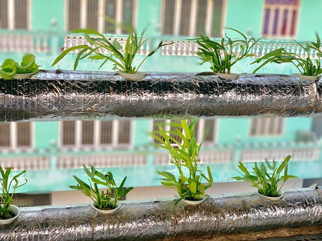 Vườn rau thủy canh ăn không xuể trên sân thượng nhà diễn viên Kha Ly - Thanh Duy - Ảnh 14.