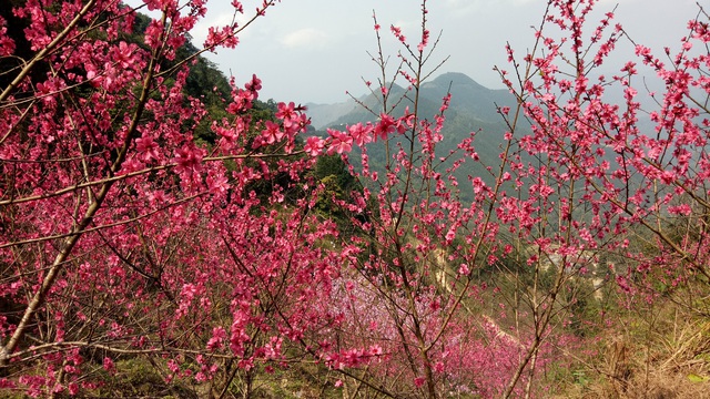 Hoa đào Xứ Lạng - Tinh hoa hội tụ, lan tỏa sắc xuân - Ảnh 2.