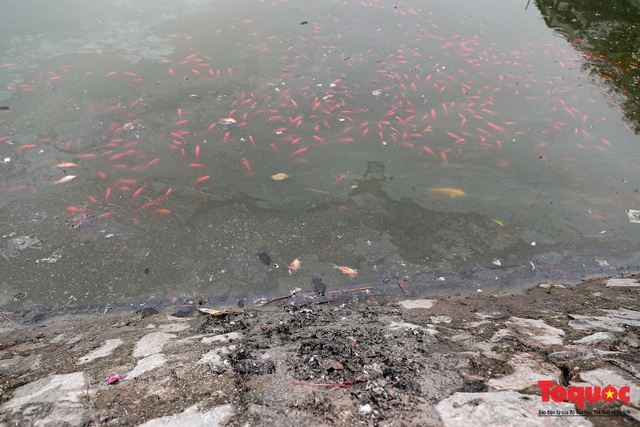 Hà Nội: Nước hồ Văn Quán chuyển màu đen kịt, nổi váng, cá chết bốc mùi hôi thối sau ngày tiễn ông táo về trời - Ảnh 7.