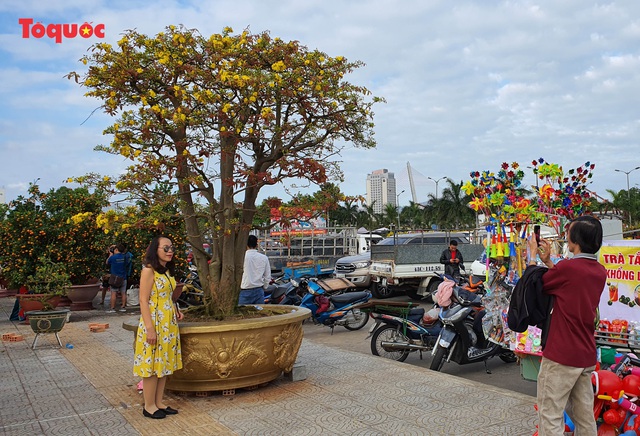 Cây mai hơn 100 tuổi &quot;vô giá&quot; khoe sắc ở Chợ hoa Tết Đà Nẵng - Ảnh 14.
