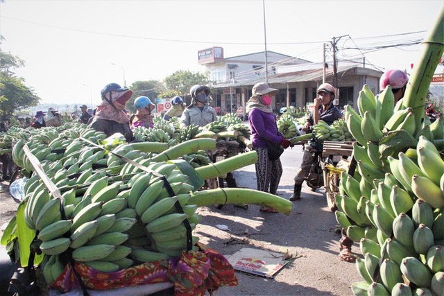 Cận cảnh chợ chuối mật mốc lớn nhất miền Trung ngày cận Tết - Ảnh 5.