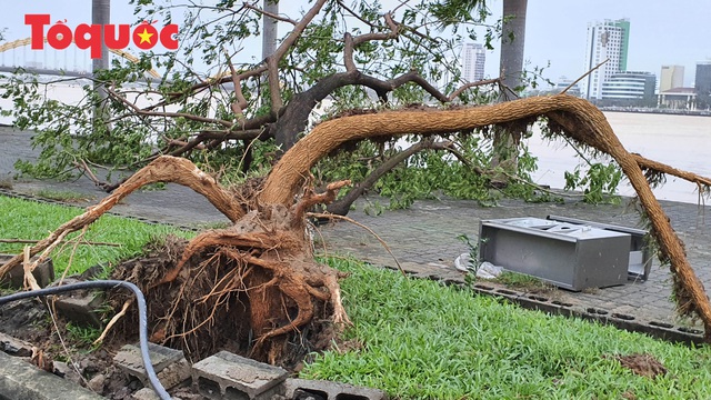 Hình ảnh Đà Nẵng sau bão số 9, nhiều cây xanh ngã đổ la liệt - Ảnh 6.