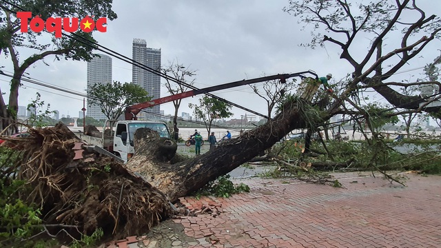 Hình ảnh Đà Nẵng sau bão số 9, nhiều cây xanh ngã đổ la liệt - Ảnh 10.