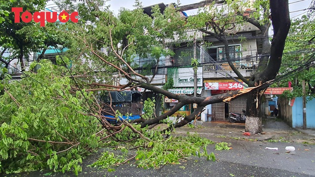 Hình ảnh Đà Nẵng sau bão số 9, nhiều cây xanh ngã đổ la liệt - Ảnh 8.