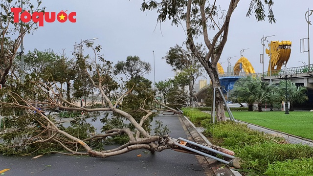 Hình ảnh Đà Nẵng sau bão số 9, nhiều cây xanh ngã đổ la liệt - Ảnh 3.