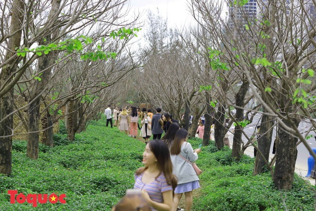 Giới trẻ hào hứng “check-in” hàng cây rụng lá đẹp như tranh vẽ ở Đà Nẵng - Ảnh 2.