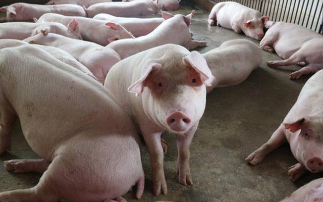 Bộ trưởng NNPTNT yêu cầu giảm giá thịt lợn hơi xuống mức 75.000 đồng/kg - Ảnh 1.