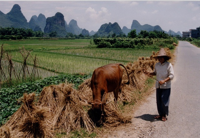 Trung Quốc đang nỗ lực xóa bỏ những "khu chợ ẩm ướt" để hạn chế tối đa dịch bệnh như thế nào? - Ảnh 9. Trung Quốc đang nỗ lực xóa bỏ những "khu chợ ẩm ướt" để hạn chế tối đa dịch bệnh như thế nào? - Ảnh 9.