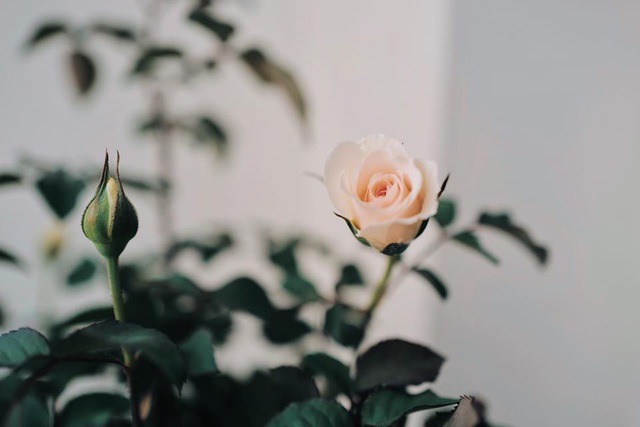 Trầm trồ với vườn thanh long trên sân thượng nhà stylist Lê Minh Ngọc - Ảnh 10. Trầm trồ với vườn thanh long trên sân thượng nhà stylist Lê Minh Ngọc - Ảnh 10.