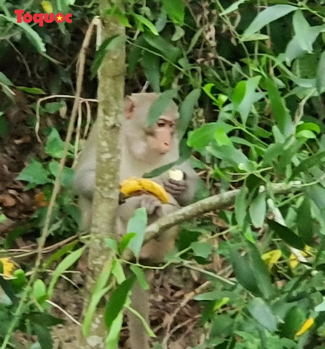 Khỉ tràn xuống ven đường dưới chân bán đảo Sơn Trà để tìm kiếm thức ăn - Ảnh 6.