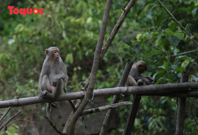 Khỉ tràn xuống ven đường dưới chân bán đảo Sơn Trà để tìm kiếm thức ăn - Ảnh 12.