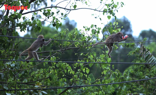 Khỉ tràn xuống ven đường dưới chân bán đảo Sơn Trà để tìm kiếm thức ăn - Ảnh 3.
