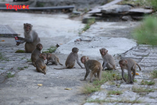 Khỉ tràn xuống ven đường dưới chân bán đảo Sơn Trà để tìm kiếm thức ăn - Ảnh 2.