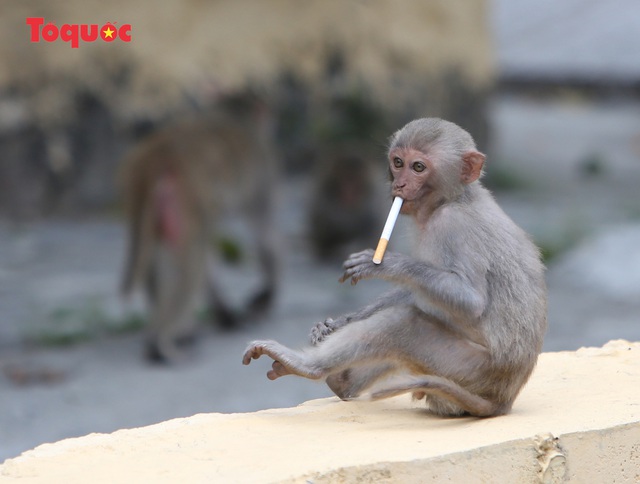 Khỉ tràn xuống ven đường dưới chân bán đảo Sơn Trà để tìm kiếm thức ăn - Ảnh 4.
