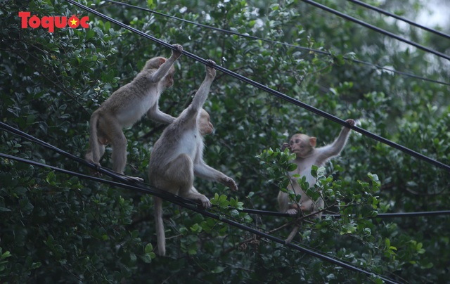 Khỉ tràn xuống ven đường dưới chân bán đảo Sơn Trà để tìm kiếm thức ăn - Ảnh 8.