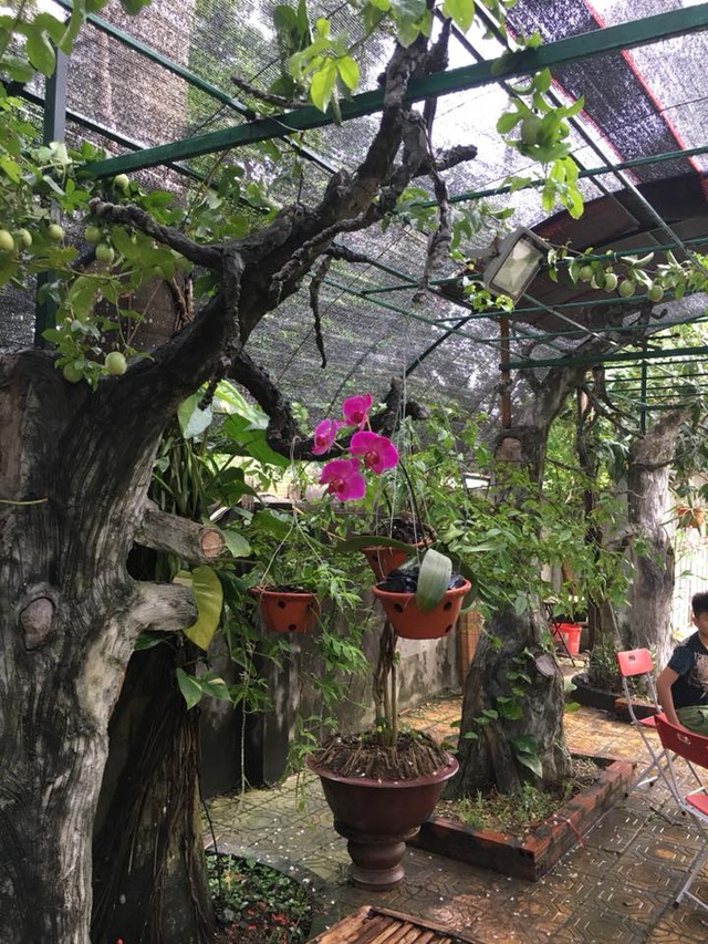 Nhà vườn 10.000m2 của nghệ sĩ Giang còi ngập hoa và trái cây - Ảnh 20.