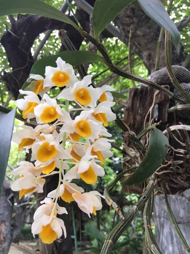 Nhà vườn 10.000m2 của nghệ sĩ Giang còi ngập hoa và trái cây - Ảnh 18.