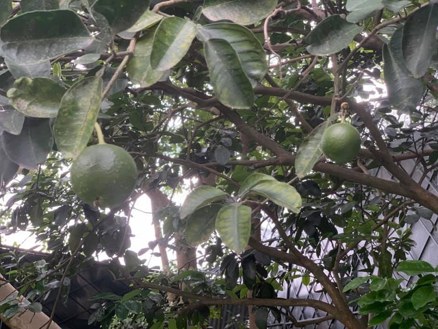Khu vườn ngập hoa quả và rau xanh tại biệt thự của Hoa hậu Nguyễn Thị Huyền - Ảnh 25.