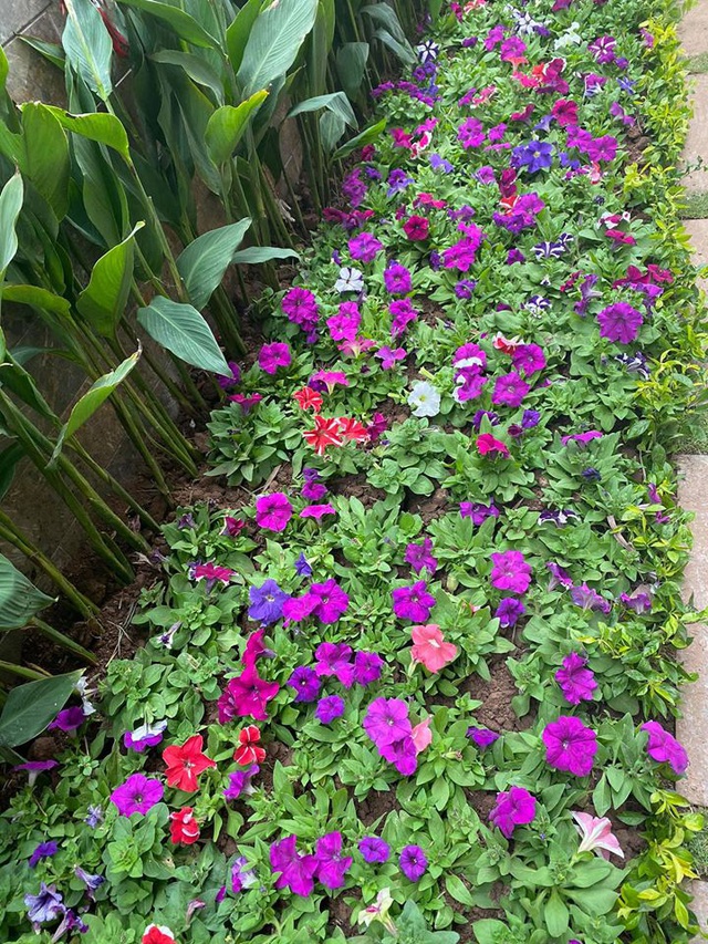 Khu vườn rau xanh và nhiều sắc hoa của ca sĩ Đinh Hiền Anh - Ảnh 10.