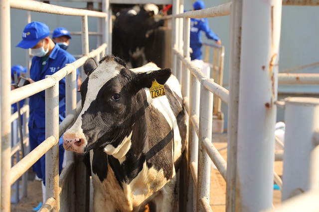 Thêm 1.645 con bò sữa Mỹ giống cao sản thuần chủng HF về trang trại TH - Ảnh 1.