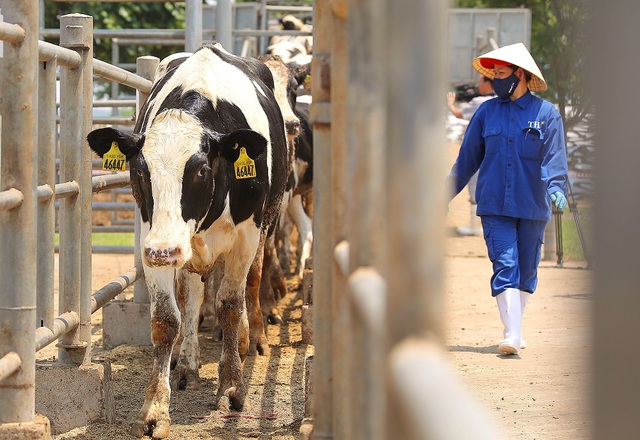 Thêm 1.645 con bò sữa Mỹ giống cao sản thuần chủng HF về trang trại TH - Ảnh 2.