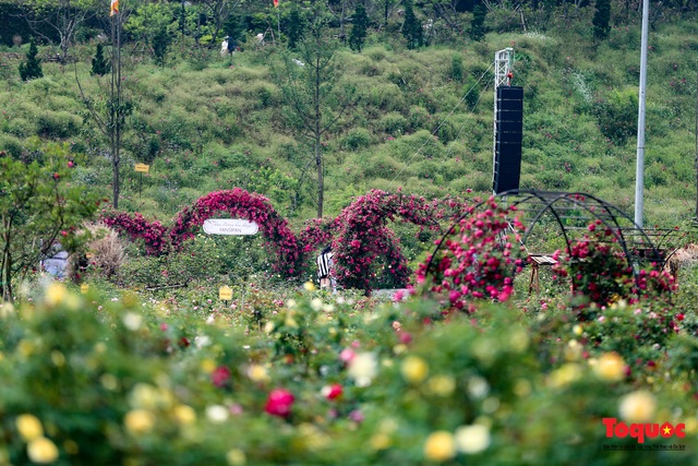 Ngắm thung lũng hoa hồng tuyệt đẹp nhận kỷ lục lớn nhất Việt Nam - Ảnh 3.