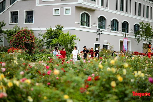 Ngắm thung lũng hoa hồng tuyệt đẹp nhận kỷ lục lớn nhất Việt Nam - Ảnh 7.