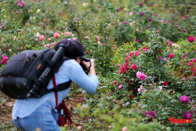 Ngắm thung lũng hoa hồng tuyệt đẹp nhận kỷ lục lớn nhất Việt Nam - Ảnh 21.