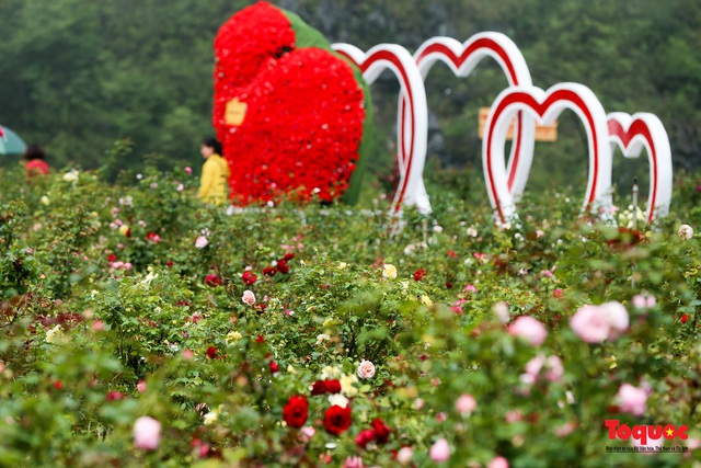 Ngắm thung lũng hoa hồng tuyệt đẹp nhận kỷ lục lớn nhất Việt Nam - Ảnh 13.