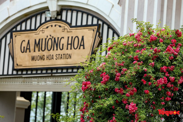 Ngắm thung lũng hoa hồng tuyệt đẹp nhận kỷ lục lớn nhất Việt Nam - Ảnh 8.