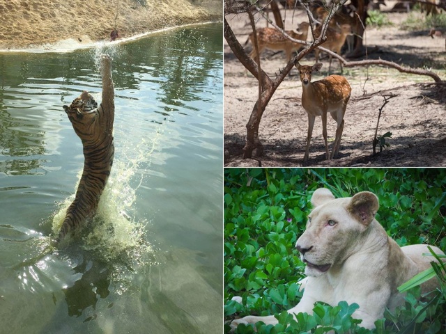 FLC Zoo Safari Park Quy Nhơn - Điểm đến không thể bỏ lỡ trong hành trình khám phá “xứ Nẫu” - Ảnh 2.