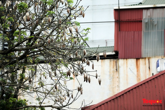Ngỡ ngàng những cây bông gòn cuối cùng ở Hà Nội nở &quot;hoa tuyết&quot; - Ảnh 13.