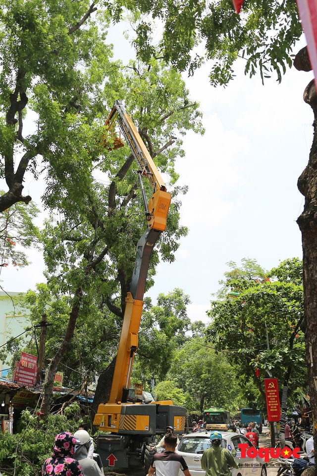 Hà Nội nắng nóng 40 độ, công nhân vật vả tỉa cây trước mùa mưa bão - Ảnh 4.