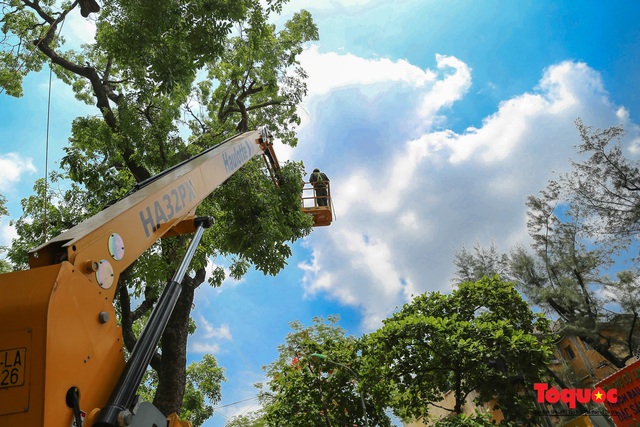 Hà Nội nắng nóng 40 độ, công nhân vật vả tỉa cây trước mùa mưa bão - Ảnh 2.