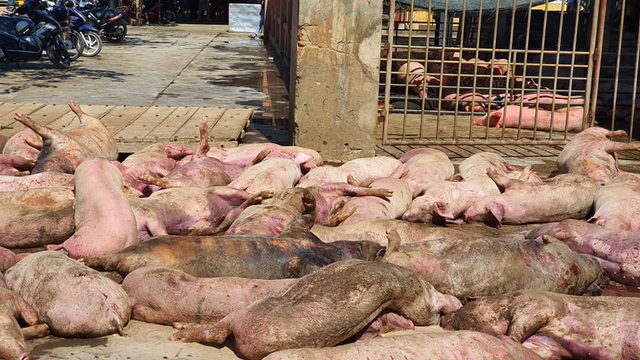 Huế: Phát hiện hàng chục con lợn chết nằm la liệt chờ trước lò mổ - Ảnh 2.