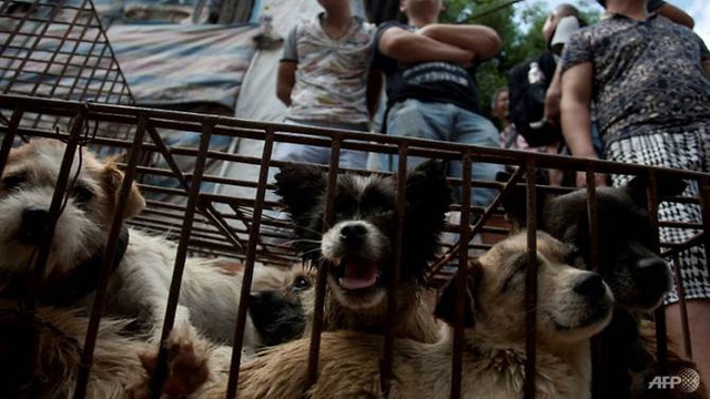 Điểm nóng du lịch của Campuchia chính thức cấm buôn bán thịt chó - Ảnh 1.