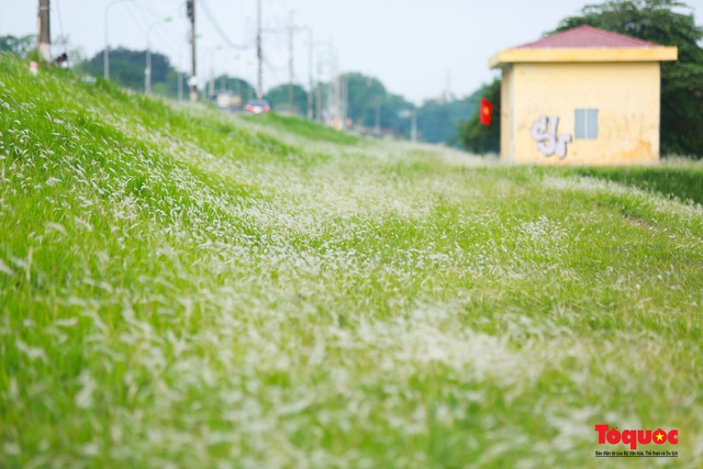 Mê mẩn với cánh đồng cỏ tranh trắng muốt tại Hà Nội - Ảnh 4.