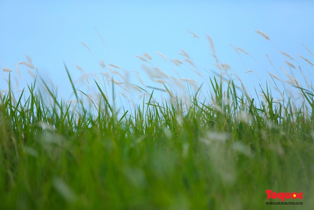 Mê mẩn với cánh đồng cỏ tranh trắng muốt tại Hà Nội - Ảnh 5.