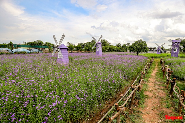 Điểm check-in mới toanh tại cánh đồng hoa Oải hương tím ngắt nằm giữa trung tâm Hà Nội - Ảnh 2.
